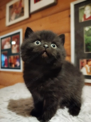 Nur 1 zurück BKH , schwarz 