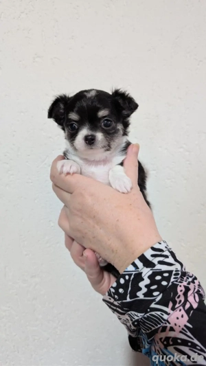 Chihuahuawelpe in Langhaar mit Ahnentafel