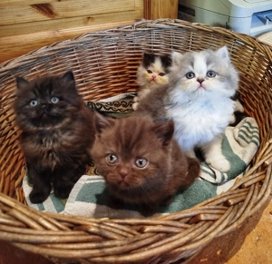 BLH Kitten,nur 2 frei  