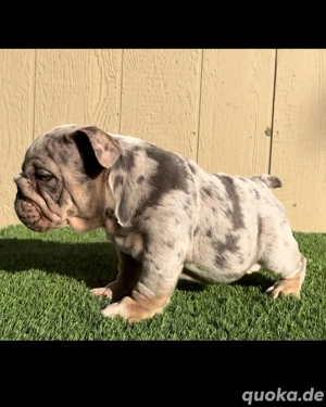    Englische Bulldoggen Welpen 