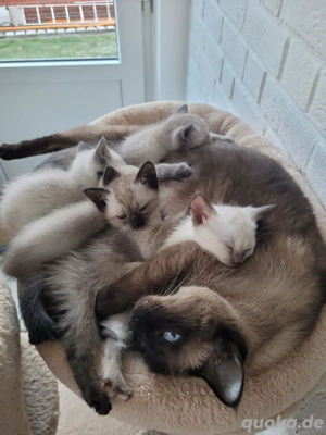Reinrassige Siam Siamkätzchen Kitten 