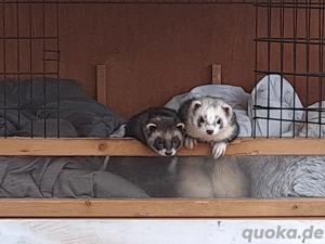 2 Frettchen-Rüden, 1,5 Jahre, suchen ein neues artgerechtes Zuhause