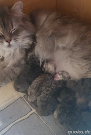 Perser Deckkater freut sich über Damenbesuch  Bild 5