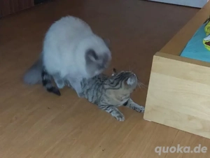 Perser Deckkater freut sich über Damenbesuch  Bild 4