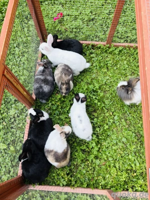 Zwergkaninchen Zwerghasen Mini Kaninchen 