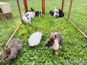Mini zwergkaninchen Babys Farbenzwerge 