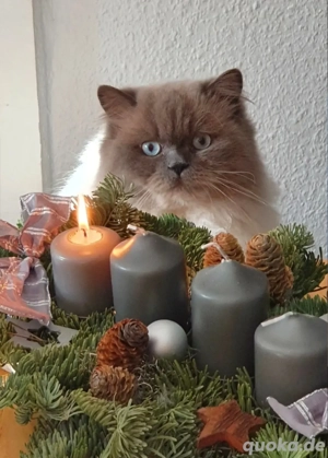 Perser Deckkater freut sich über Damenbesuch  Bild 2