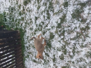 Süße akita mix Welpen 