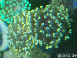 Euphyllia paradivisa Orange tipps