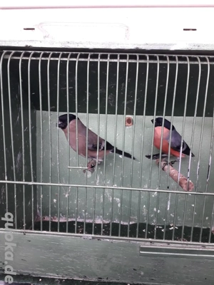 europäische Dompfaff Vögel 