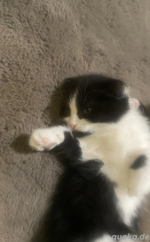 Katzenbaby verkaufen 