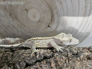 Dunkler Harlequin Kronengecko 