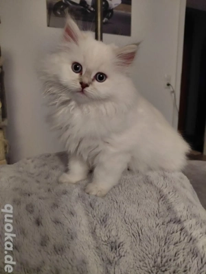 BLH+BKH Kitten mit blaue Augen 