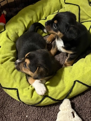 Michlings Welpen abzugeben 