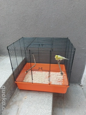 Kanarienvogel mit Käfig