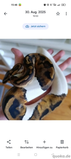 Köphy Königspython Piebald 