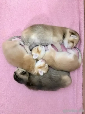 BKH Kitten Golden Shaded reinrassig