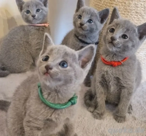 Russisch Blau Kitten in liebevolle Hände abzugeben