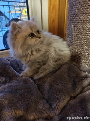 Britisch Langhaar BKH BLH Kitten Katzen suchen neues Zuhause 
