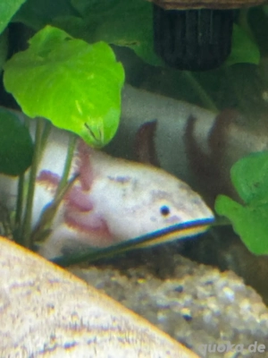 Axolotl weiß abzugeben