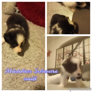 7 Bordercollie Welpen 