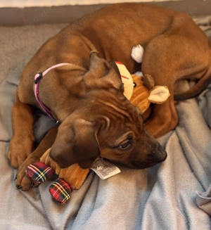 Bezaubernde Rhodesian Ridgeback Hündin