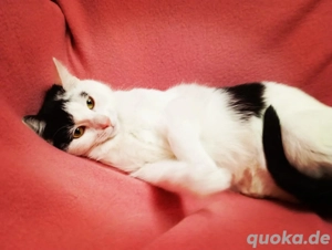 Amy & Lina Schmusekätzchen 18Wo. Tiger & s-w Kinderlieb Hundeerfahren Kätzchen Kitten Katzenbaby