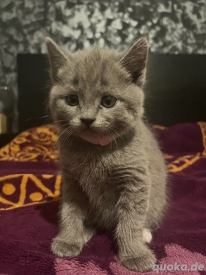 Britische Kitten 