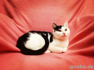 Amy & Lina Schmusekätzchen 18Wo. Tiger & s-w Kinderlieb Hundeerfahren Kätzchen Kitten Katzenbaby