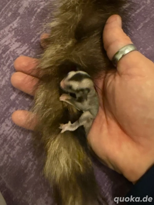  Sugar Glider Nachzucht,  Farbe: natural grey, 1.0 Jungtier 