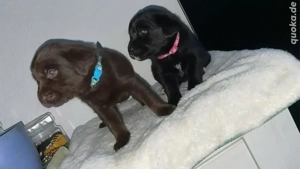 Halle Saale. Ende Januar suchen noch zwei süße reinrassige Labrador Welpen ein neues zu Hause 