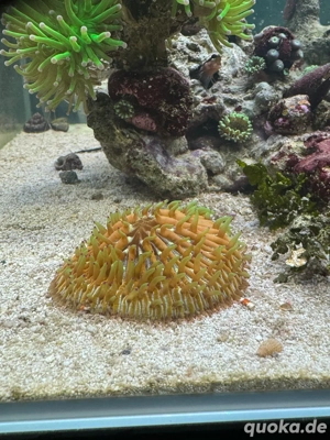 Cycloseris sp. rainbow Koralle Meerwasser