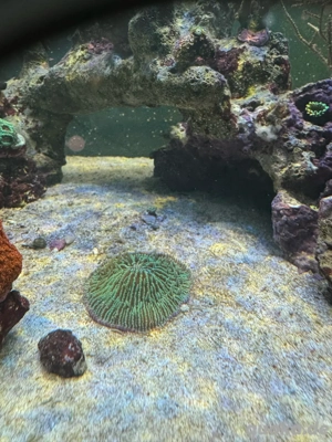 Cycloseris sp. grün lila Koralle Meerwasser