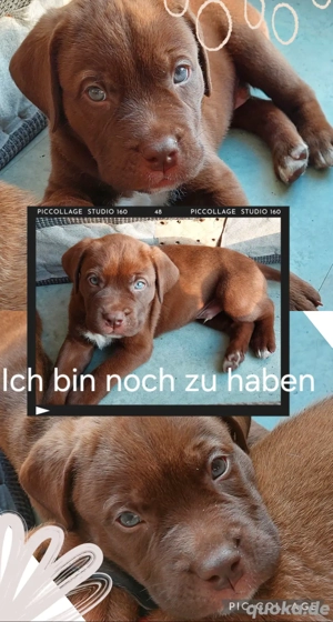 Welpen Bordeauxdogge 