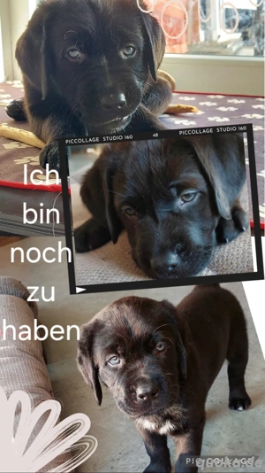 Welpen Bordeauxdogge 