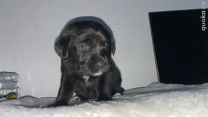 Halle Saale, reinrassiger Labrador Welpe, weiblich, schwarz, sucht ab Ende Januar ein neues zu Hause