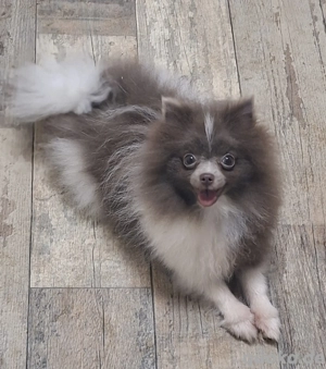 hübsches Pomeranien Mädchen  in lilac weiß 