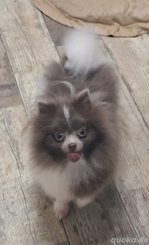 hübsches Pomeranien Mädchen  in lilac weiß 