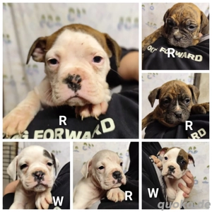 Old English Bulldog Boxer welpen abzugeben 
