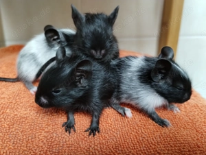 Wurferwartung Mitte Januar kunterbunte Degu Kids,alle Farben möglich!
