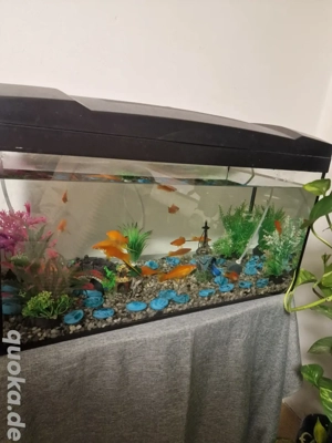 Aquarium zu verkaufen