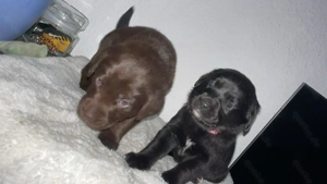 Halle Saale, Reinrassige Labrador Welpen, braun m, schwarz w,suchen ab 28.1.2026 ein neues zu Hause 