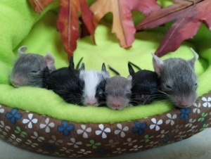 Wurferwartung Mitte Januar kunterbunte Degu Kids,alle Farben möglich!