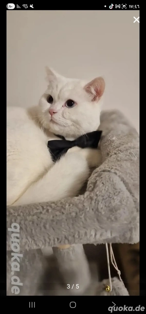 Britisch Kurzhaar Kater