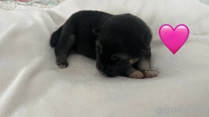 Shepsky Welpen - Schäfer Husky Mix