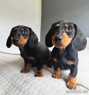 Dackel welpen