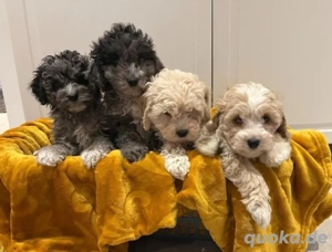   Außergewöhnliche Welpen   Zwergpudel x Maltipoo      