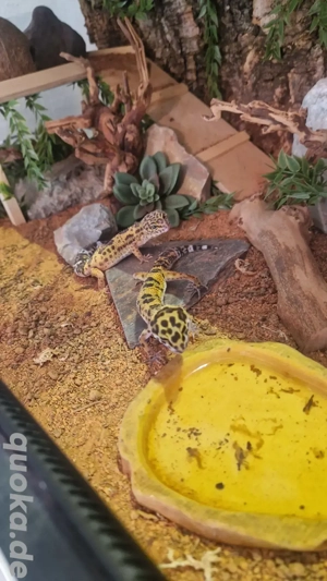 Zwei Gecko Damen suchen ein neues Zuhause 