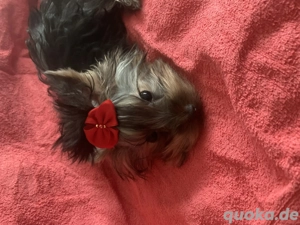 Yorkshire Terrier Welpe 