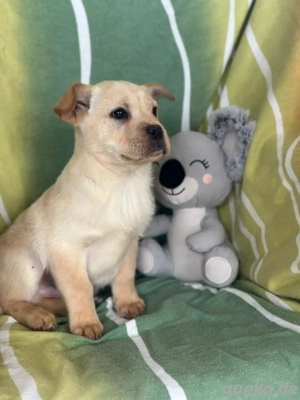 Chow Chow Mix Frenky sucht sein Zuhause